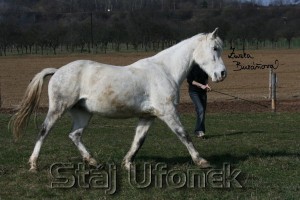 Obrazek